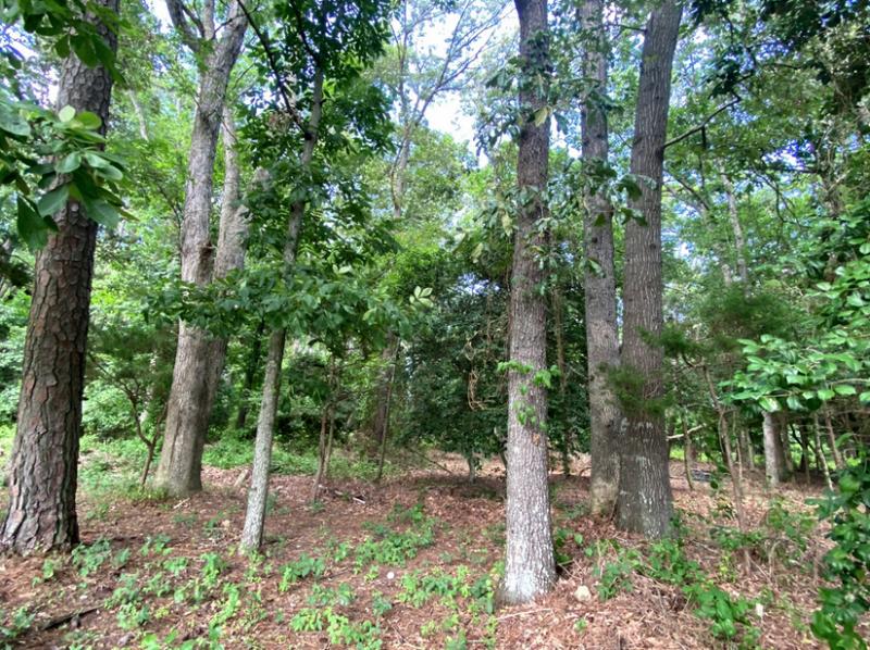 During her testimony, Saddle Ridge resident July Rose Seibert displayed several photos of the woods between her community and the proposed School Lane project. SUBMITTED PHOTO